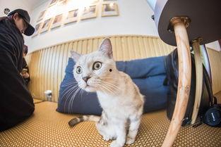 娱乐吃瓜酱猫咖,猫咪与娱乐的完美融合